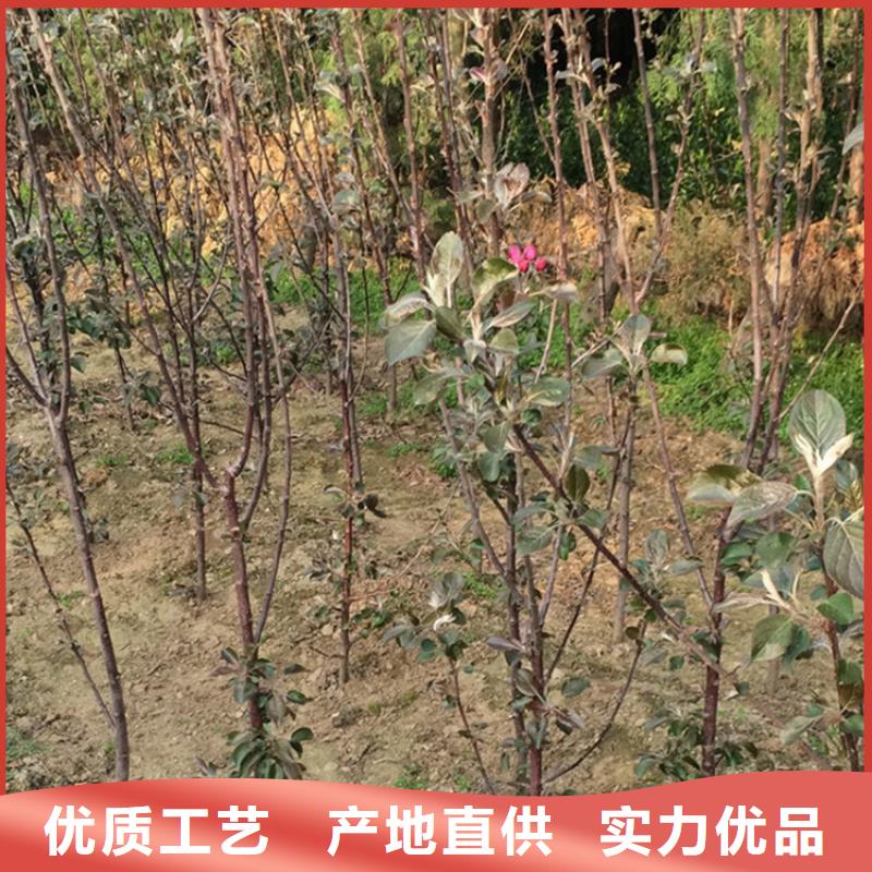 苹果樱桃苗定制不额外收费