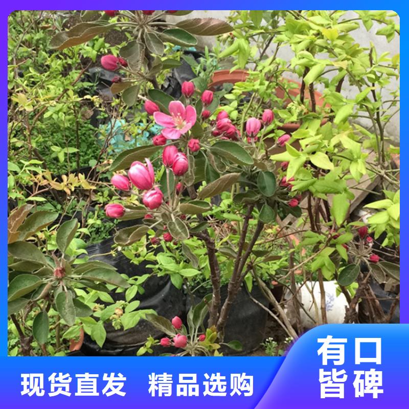 【苹果-石榴苗当日价格】