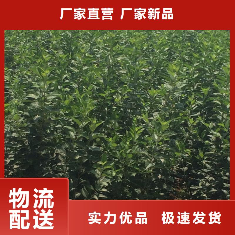 苹果,樱桃苗工艺层层把关