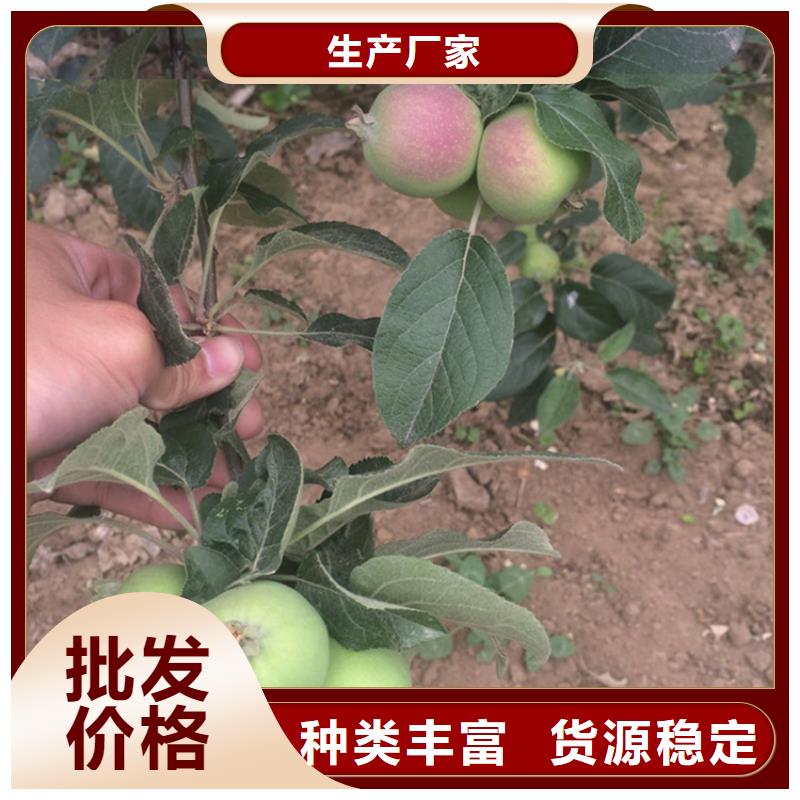 苹果桃树苗价格有优势