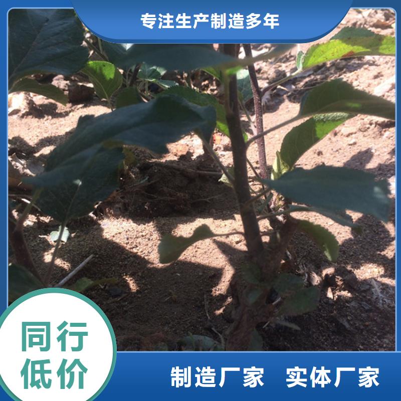 苹果_樱桃苗极速发货