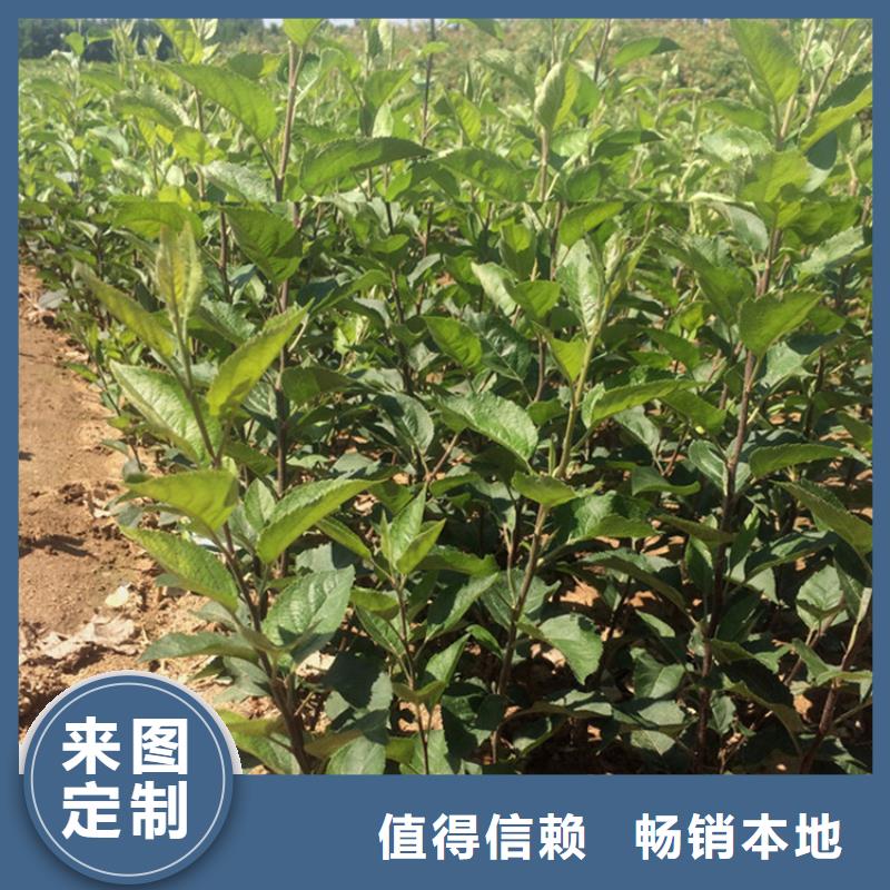 苹果杏树苗适用范围广