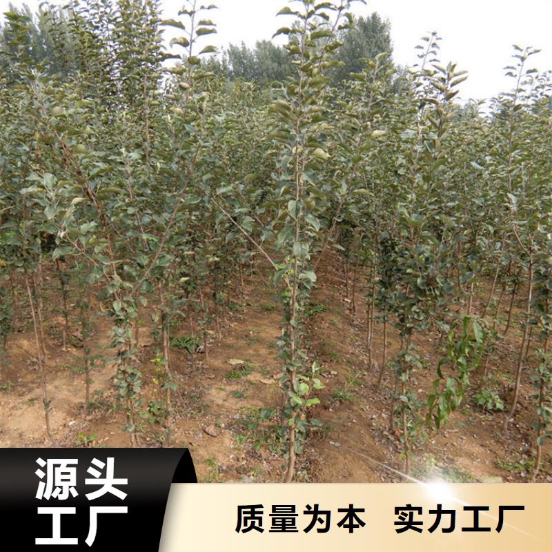 【苹果】苹果苗专注细节更放心