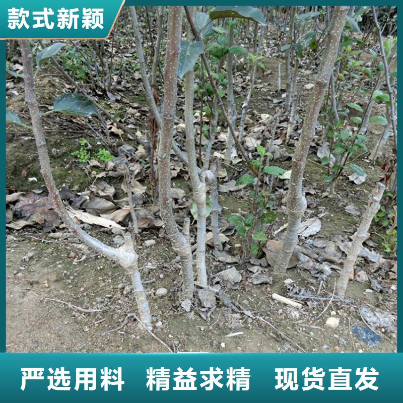 苹果_樱桃苗极速发货