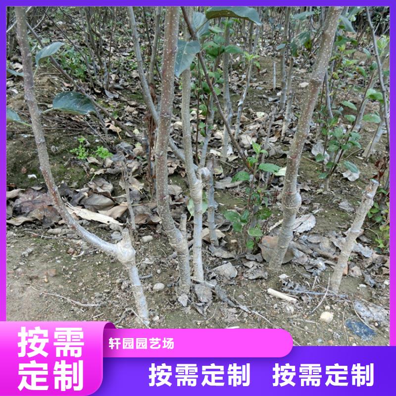 苹果【猕猴桃苗】规格齐全