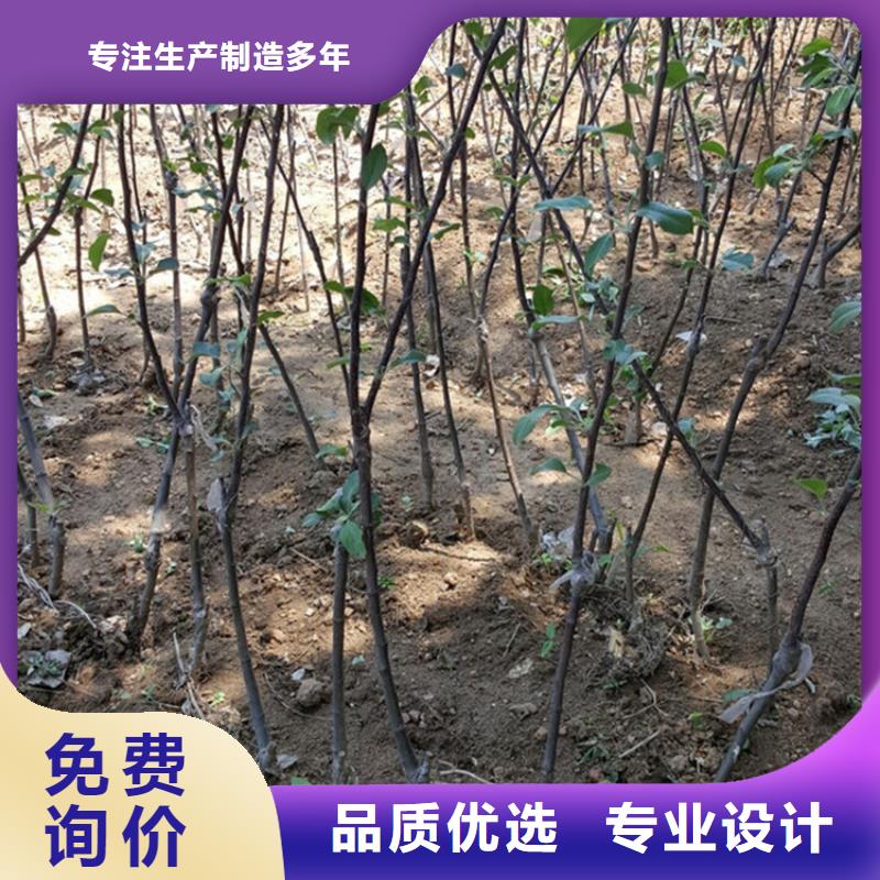 苹果_桃树苗常年出售