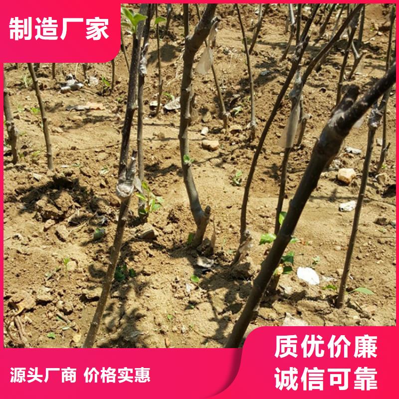 苹果【石榴树】支持定制批发