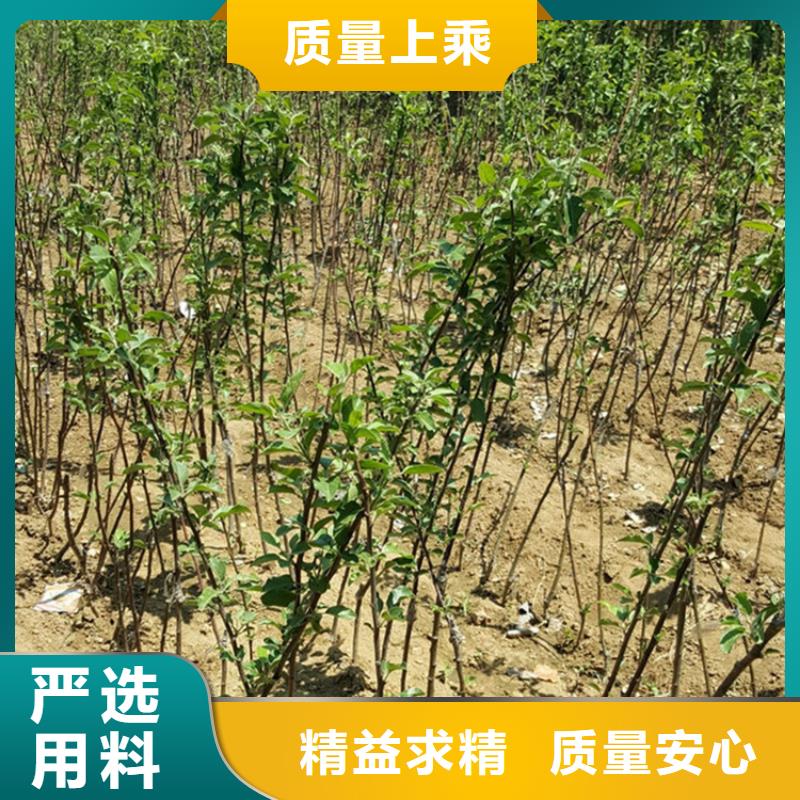 苹果【石榴树】支持定制批发