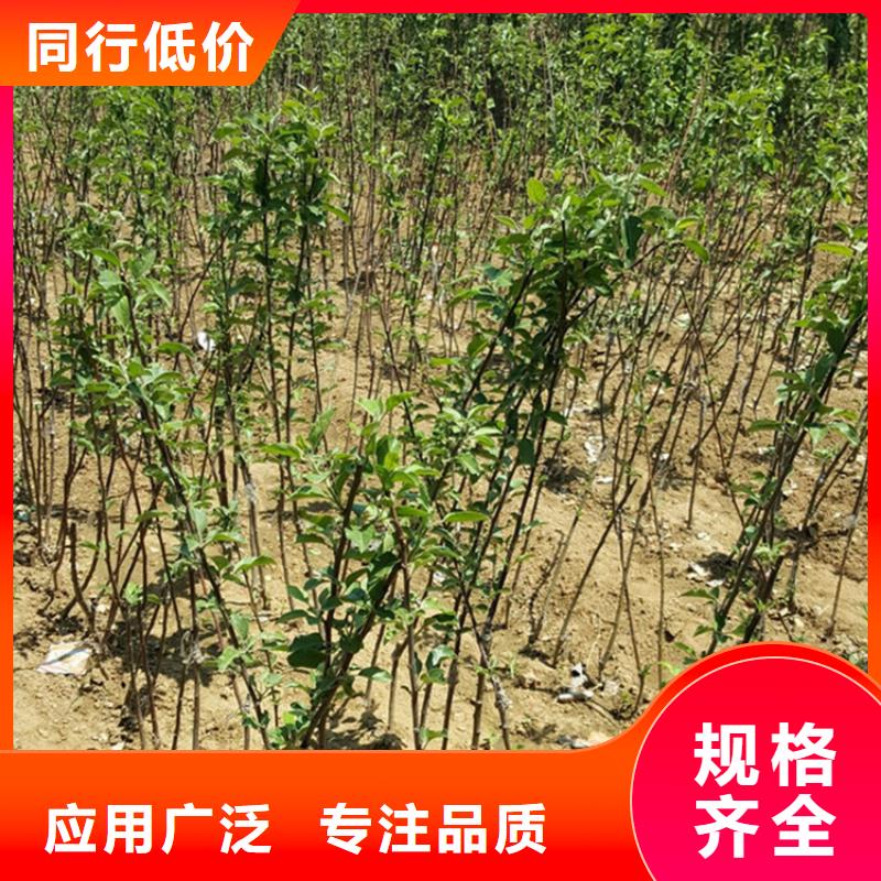 苹果-【石榴树】厂家经验丰富