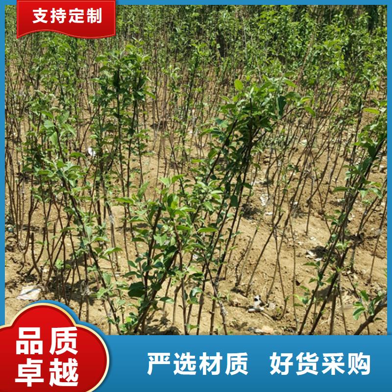 苹果蓝莓苗专业供货品质管控