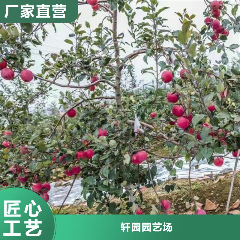 苹果-【石榴树】厂家经验丰富
