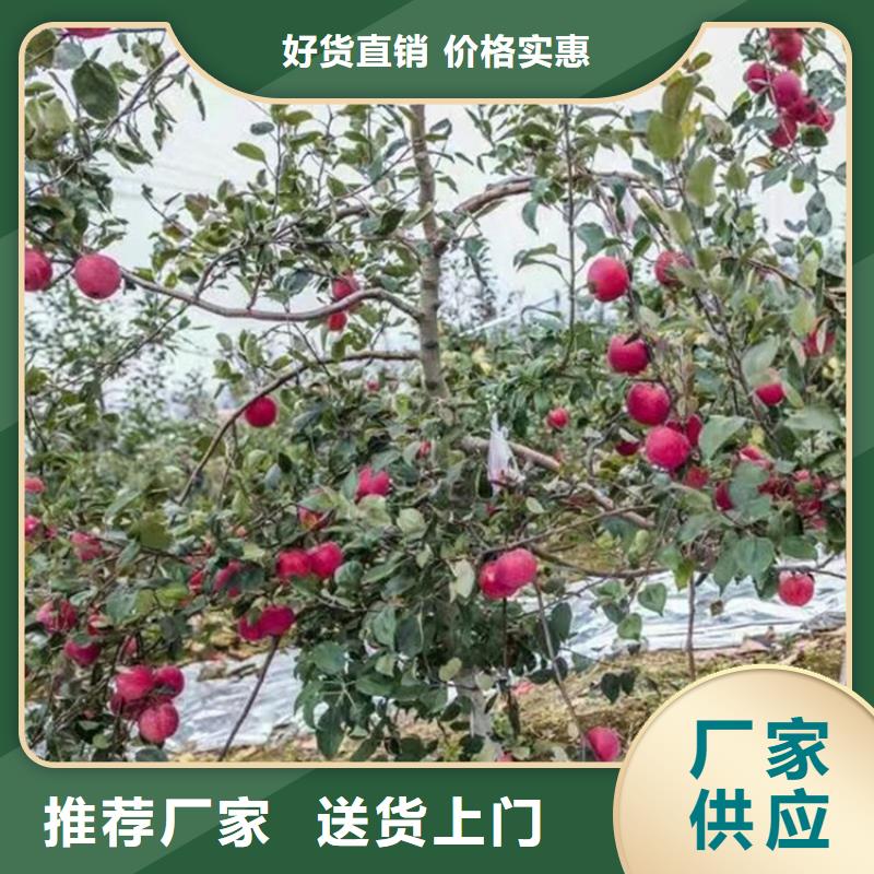 【苹果红石榴苗基地核心技术】