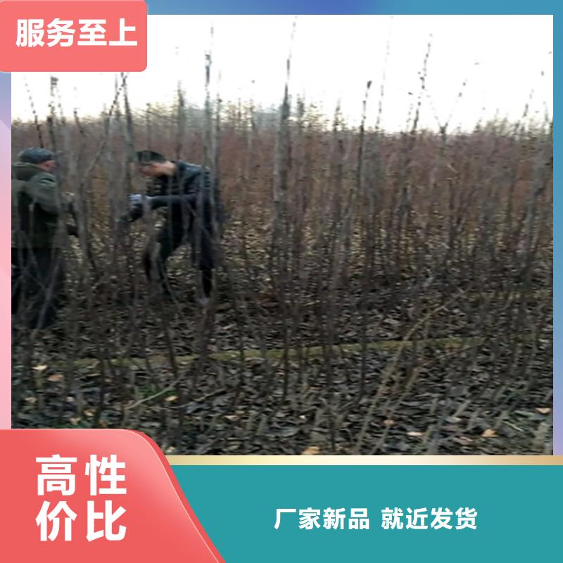 梨树-苹果苗定制不额外收费