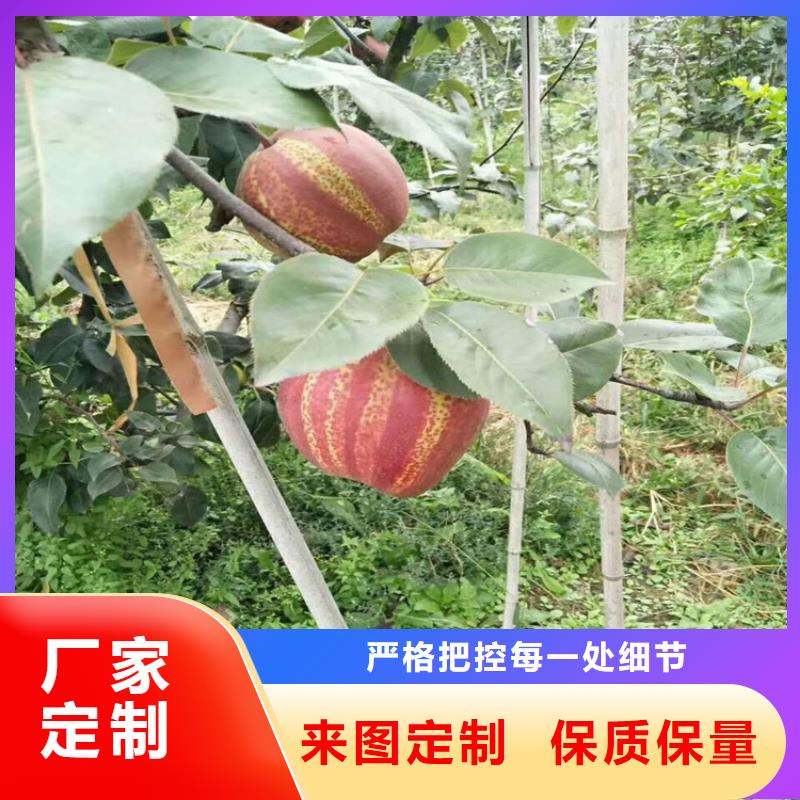 梨树樱桃苗实力优品