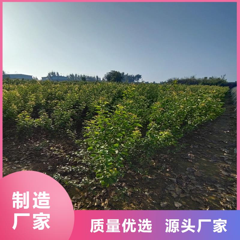 梨树_苹果苗现货交易