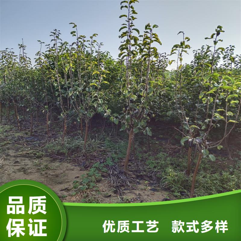 梨树,苹果苗层层质检