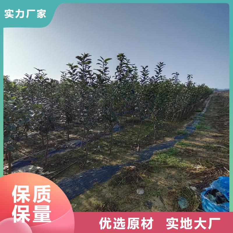 梨树樱桃苗好品质经得住考验