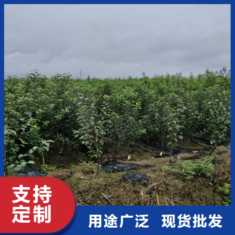 梨树梨树苗敢与同行比质量