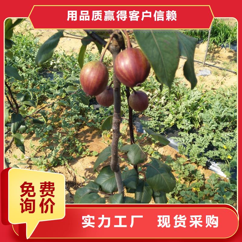 【梨树-【蓝莓苗】工期短发货快】