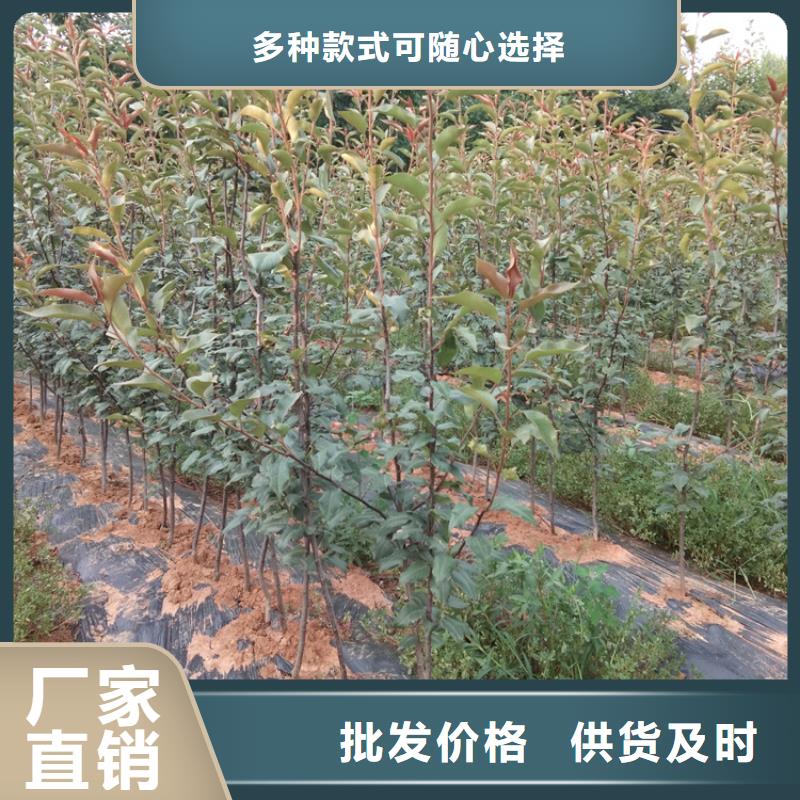 梨树【樱桃苗】优良工艺