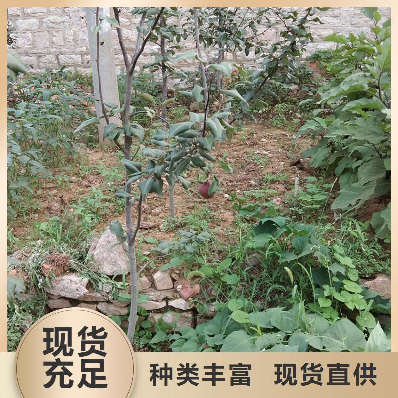 梨树-苹果苗定制不额外收费