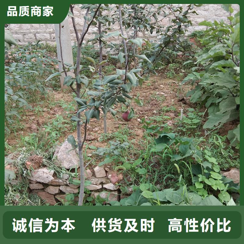 梨树-苹果苗厂家直销直供