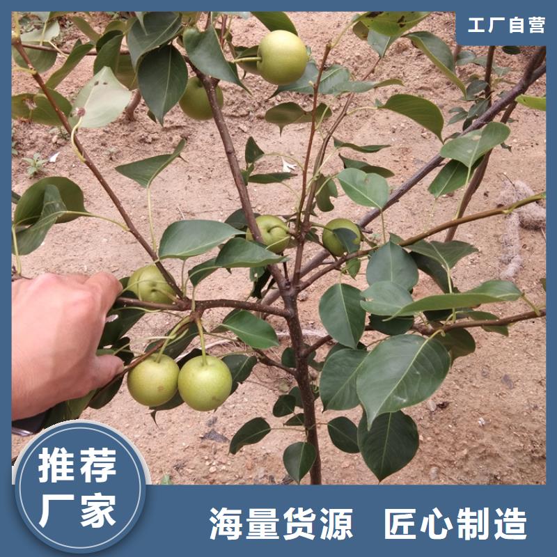 梨树-苹果苗厂家直销直供