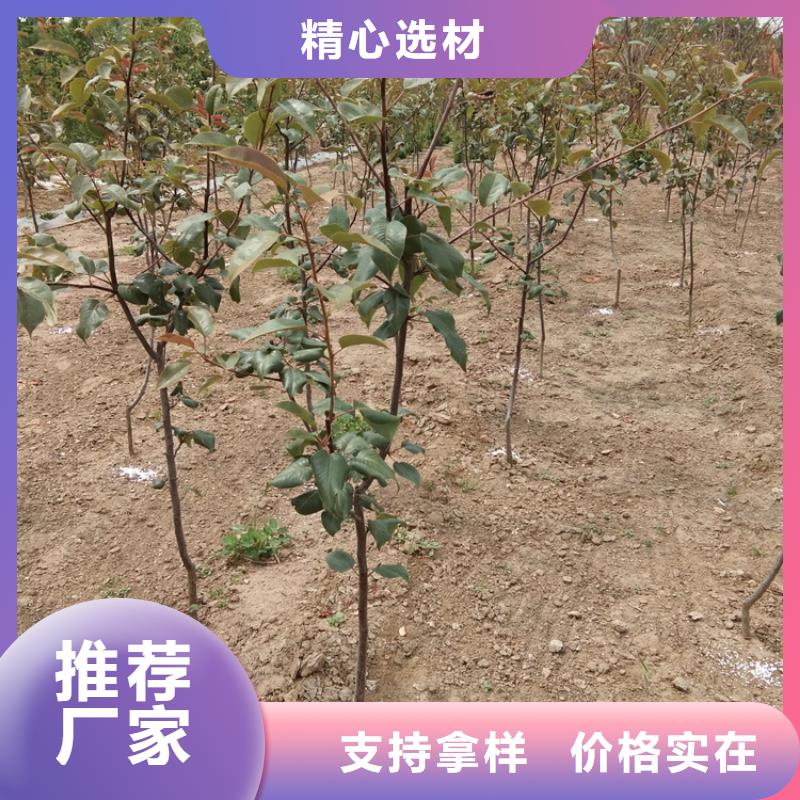 梨树【苹果苗】应用范围广泛