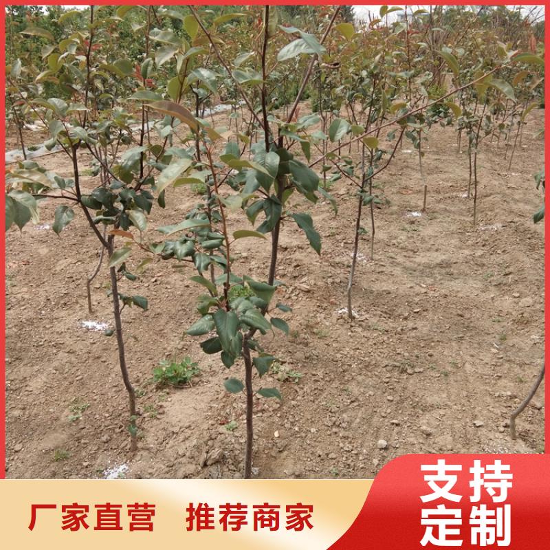 梨树-樱桃苗免费安装