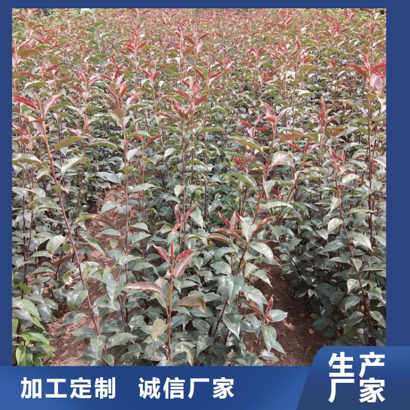 梨树梨树苗敢与同行比质量