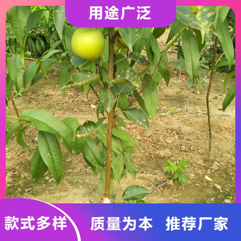 梨树梨树苗大量现货供应