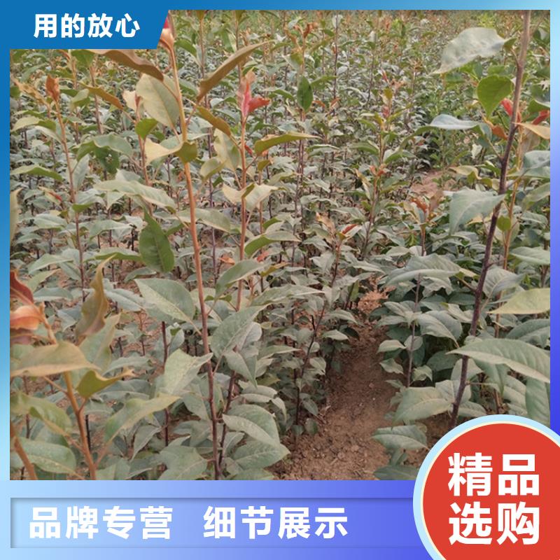 梨树苹果苗常年供应