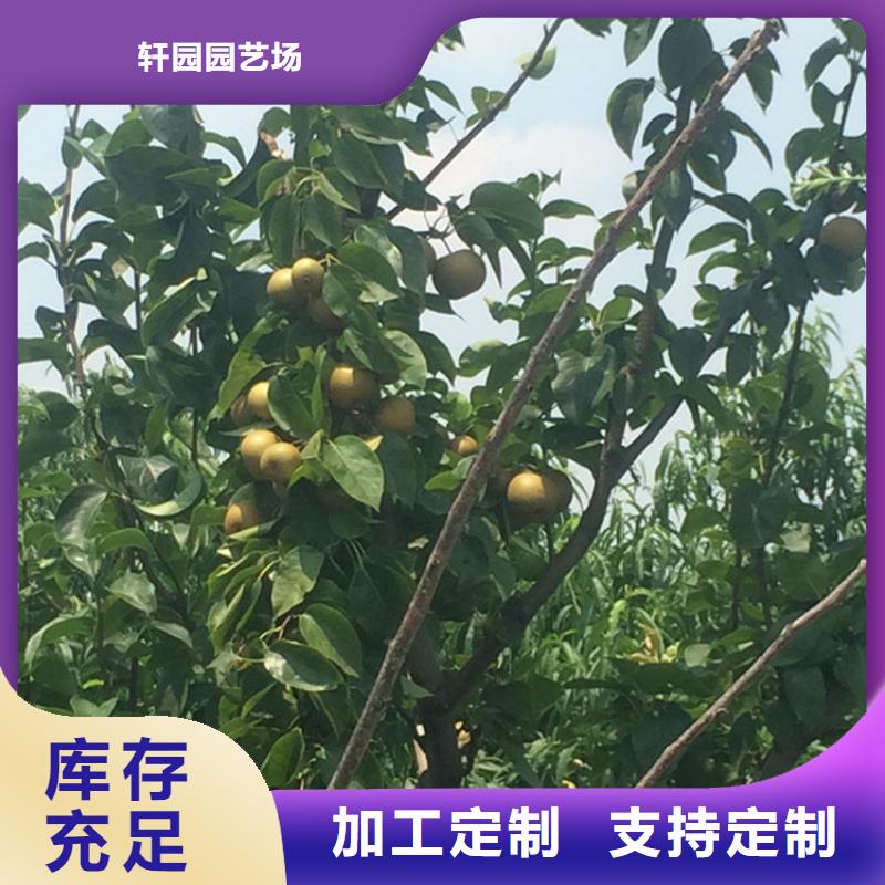 【梨树-【蓝莓苗】工期短发货快】