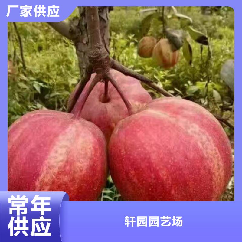 【梨树】苹果苗自产自销