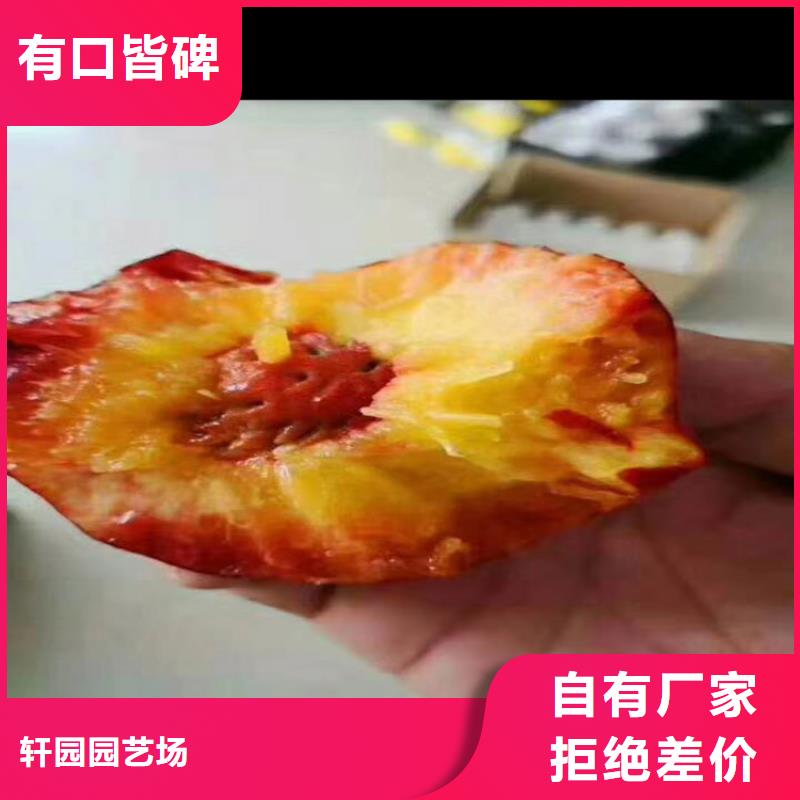 桃苹果苗选择大厂家省事省心