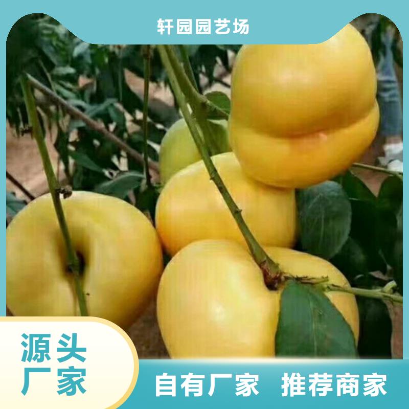 桃桃树苗大厂家实力看得见