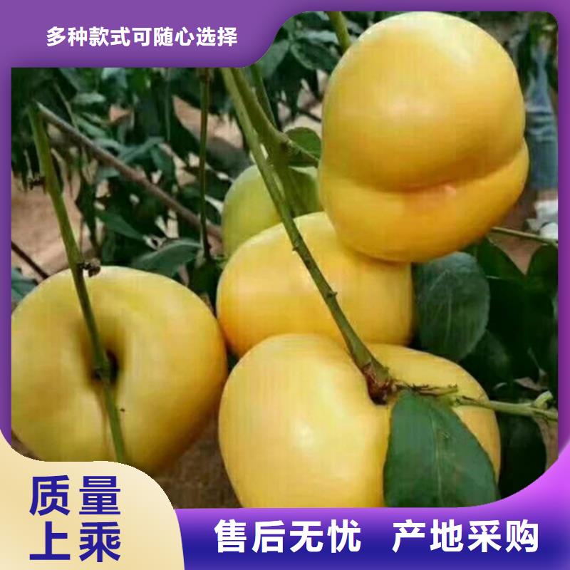 桃【苹果苗】实体诚信厂家