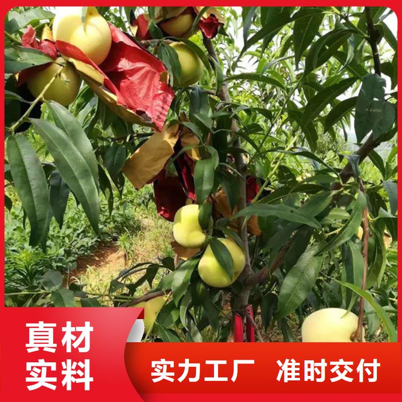 桃苹果苗今年新款