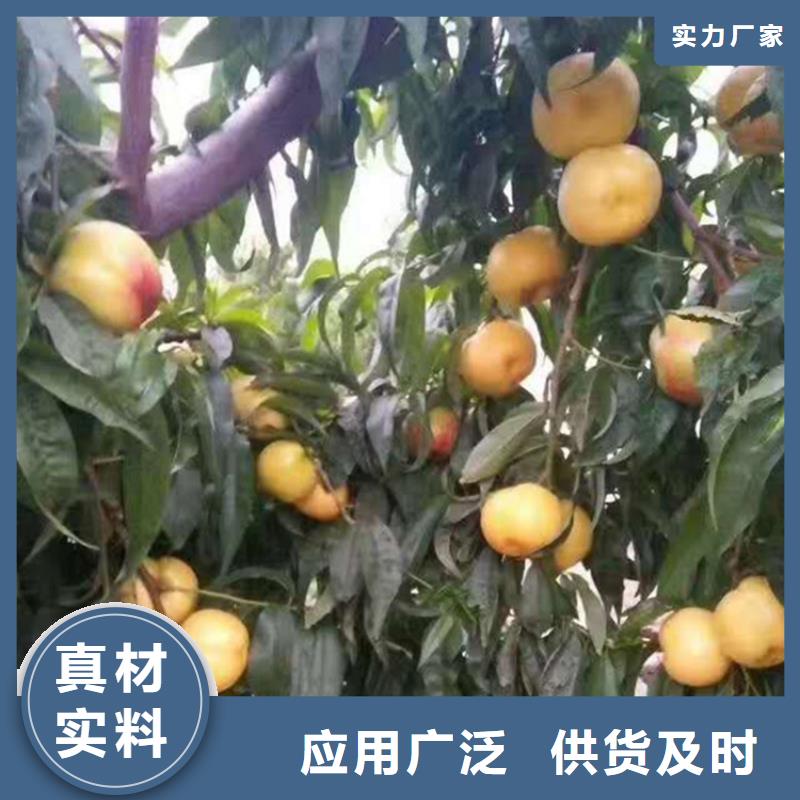 桃蓝莓苗甄选好厂家