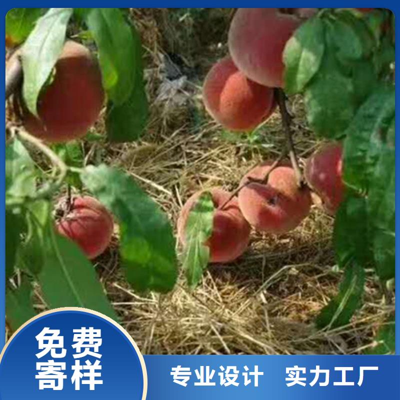 桃苹果苗多年厂家可靠