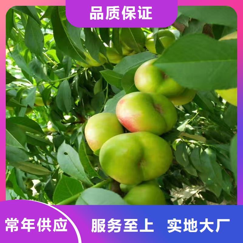 桃杏树苗层层质检