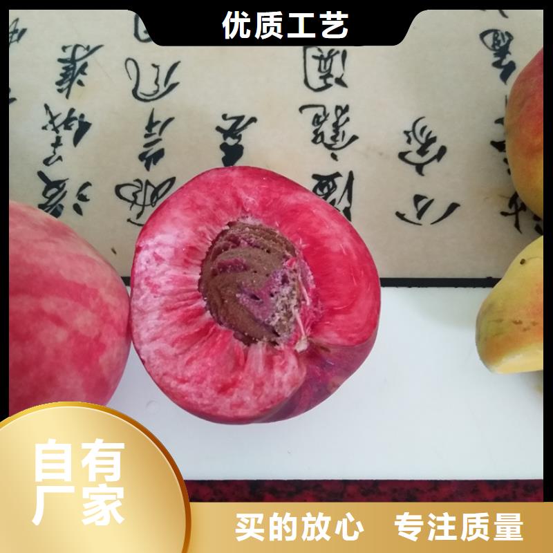 【桃】玛瑙红石榴苗供您所需