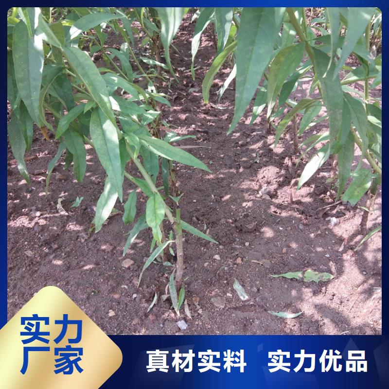 桃无花果苗满足客户需求