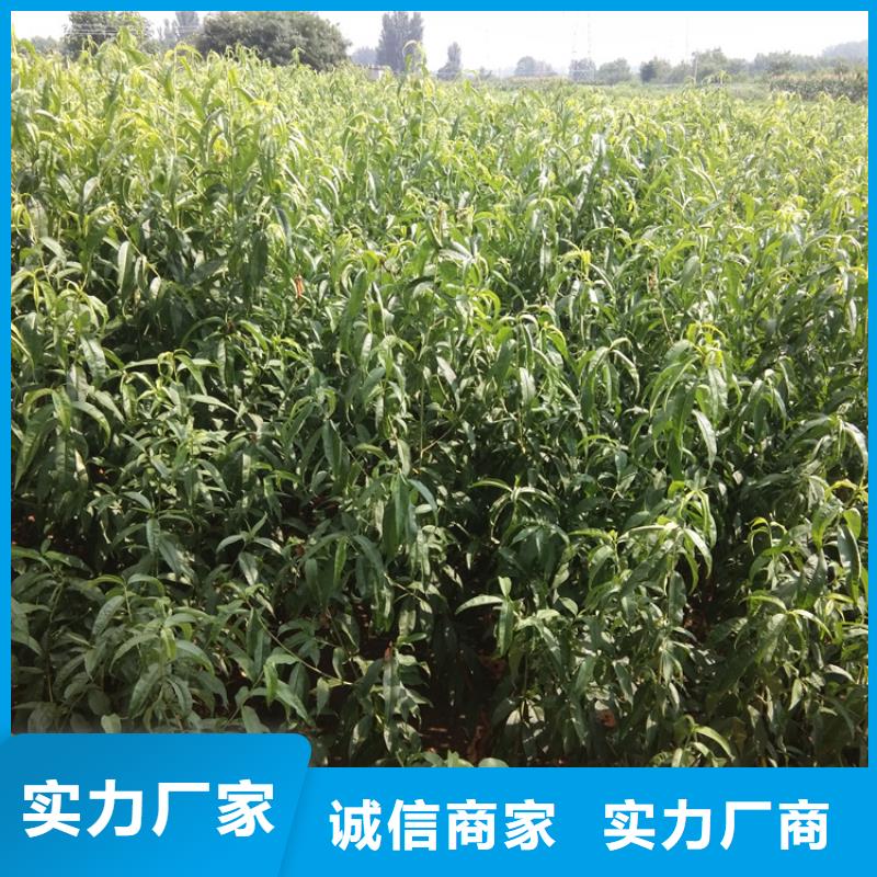 桃猕猴桃苗一站式服务