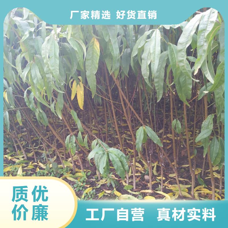 【桃苹果苗用心经营】