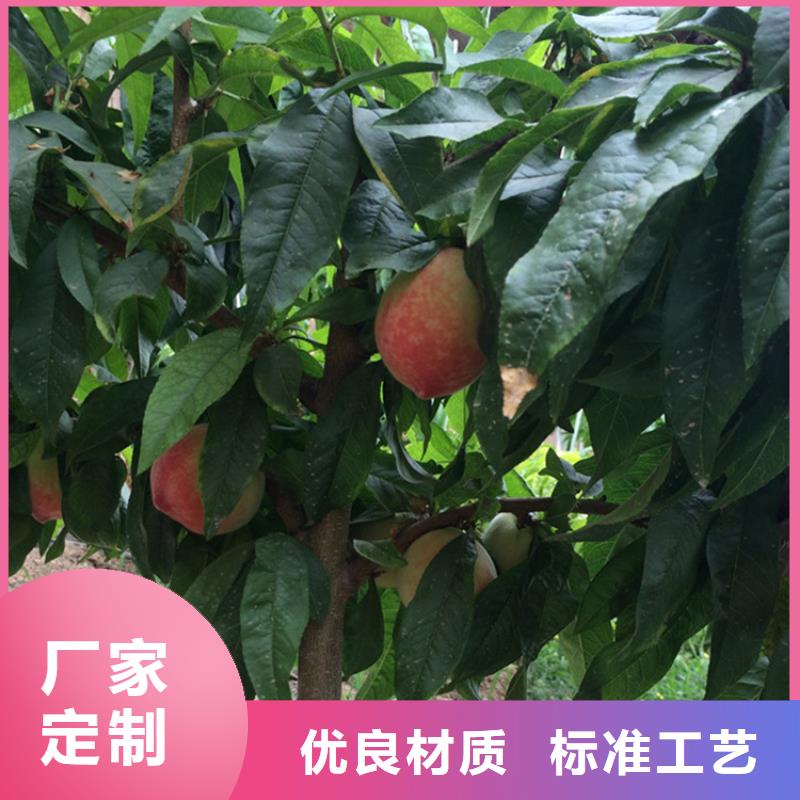 桃无花果苗满足客户需求