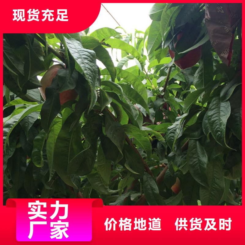 桃_樱桃苗认准大品牌厂家