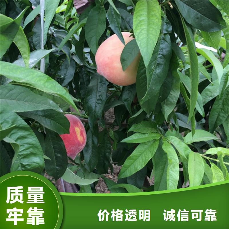桃杏树苗一手货源