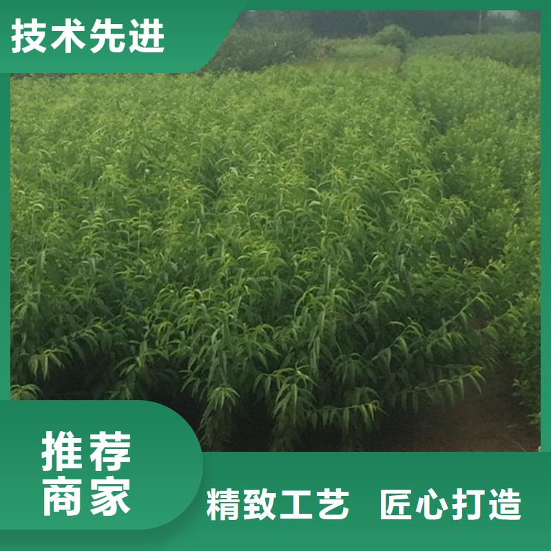 桃【无花果苗】批发供应