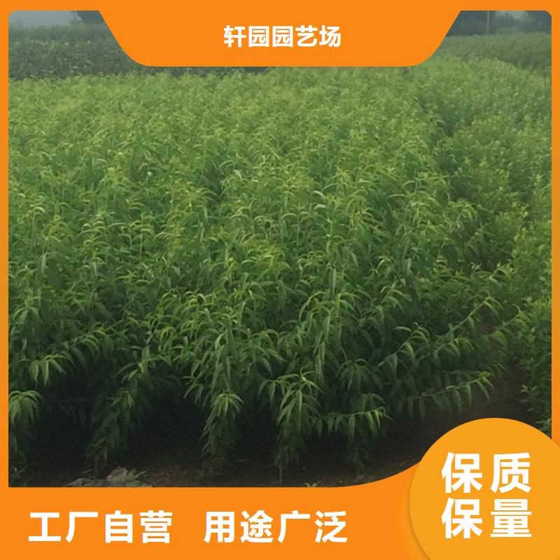 桃苹果苗海量现货直销